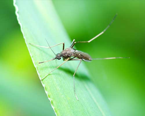 hometown-pest-lawn-mosquito